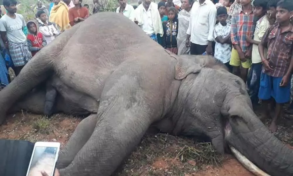 Elephant dies from electrocution in Chittoor district