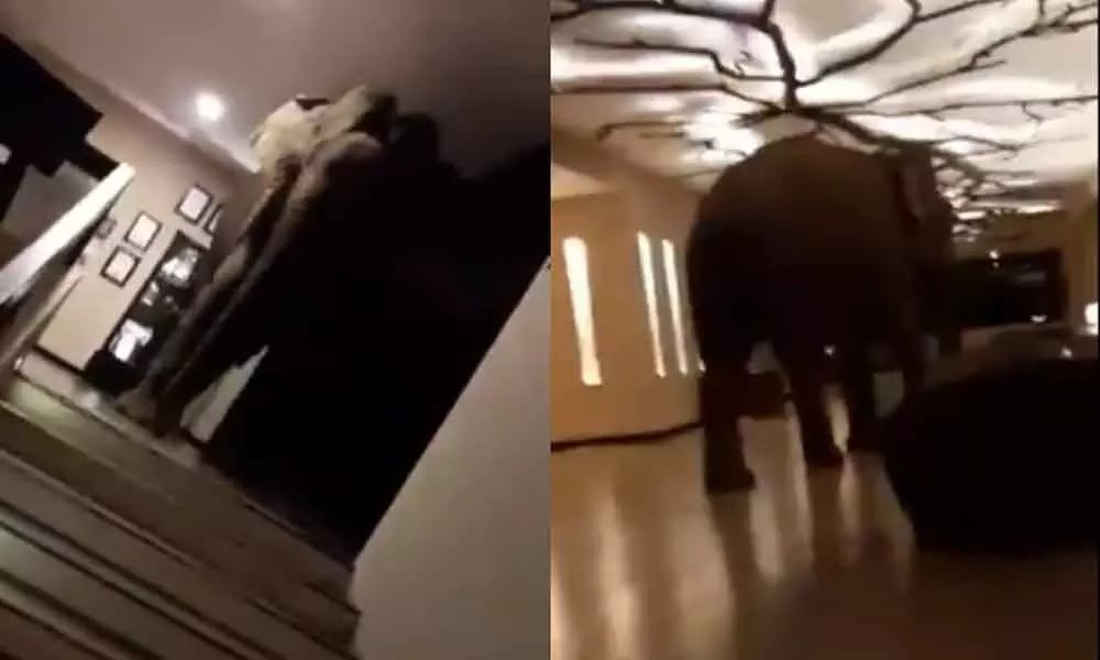 Viral Video: An Elephant Taking a Stroll in Sri Lankan Hotel to Inspect Things With his Trunk