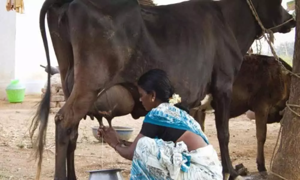 Anantapur: Milk production declines due to drought conditions