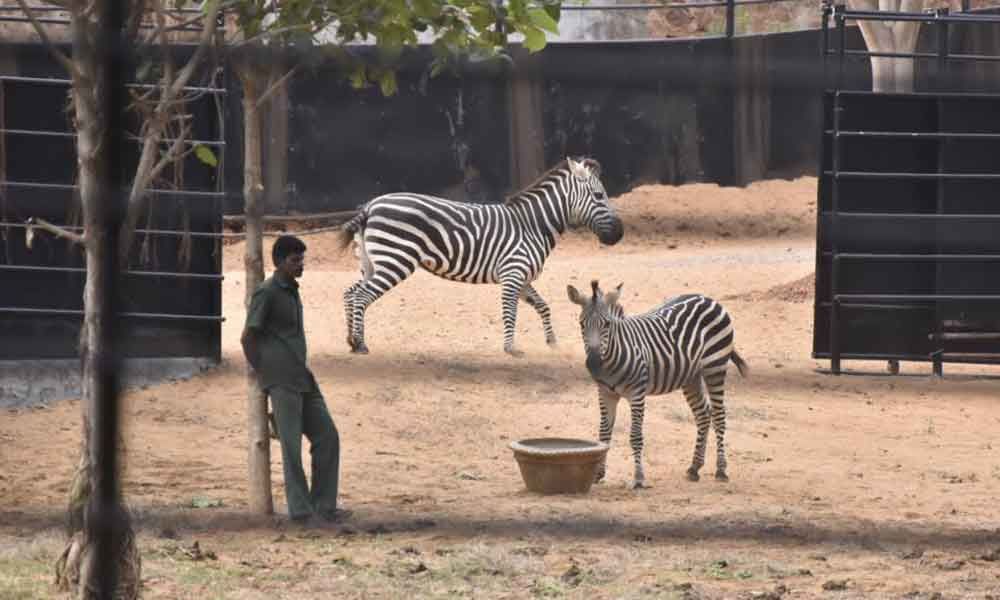 Zebra pair new attraction in Vizag Zoological Park