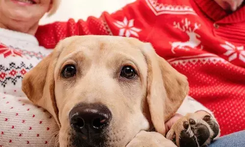 4 Tips To Be Wonderful Pet Parent