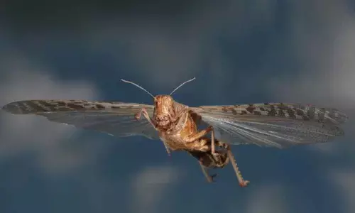 Lessons on how to effectively tackle insect invasions