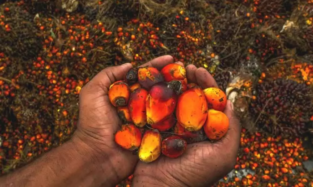 How palm oil plantation contributes to global warming decoded