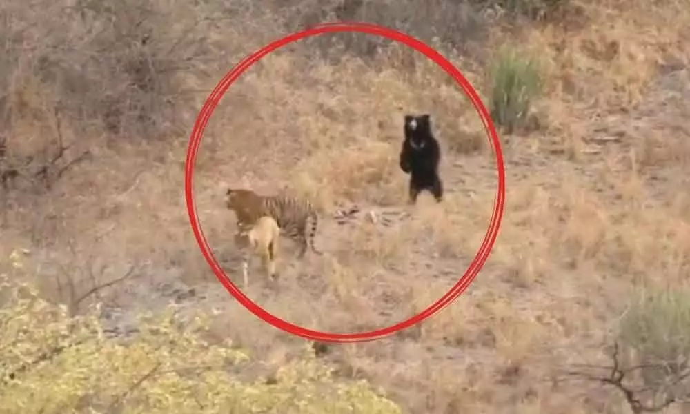 Viral Video: A Sloth Bear Shooing Tiger Away is the Funniest Thing over Internet. One can see Today