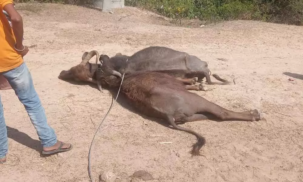 Wanaparthy: 5 buffaloes electrocuted after high tension wire snaps in farmland