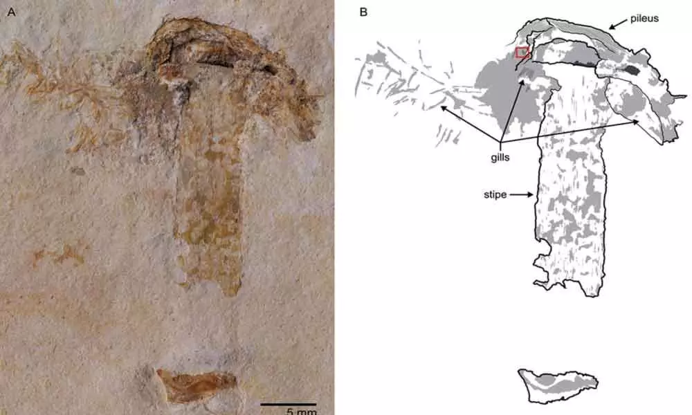 Oldest ever mushroom fossil discovered