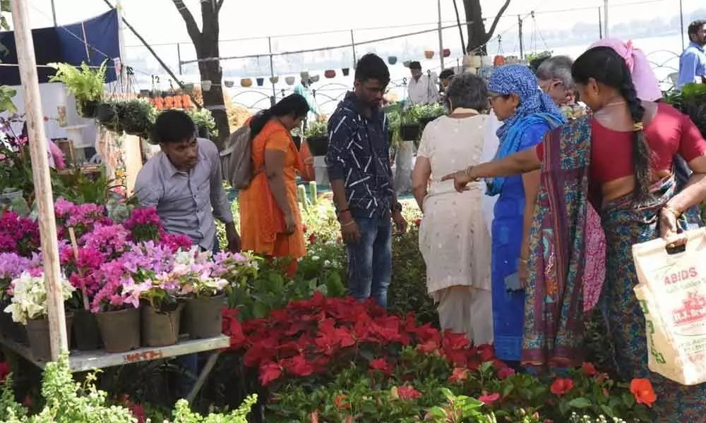 Hyderabad: Nursery mela beckons garden enthusiasts