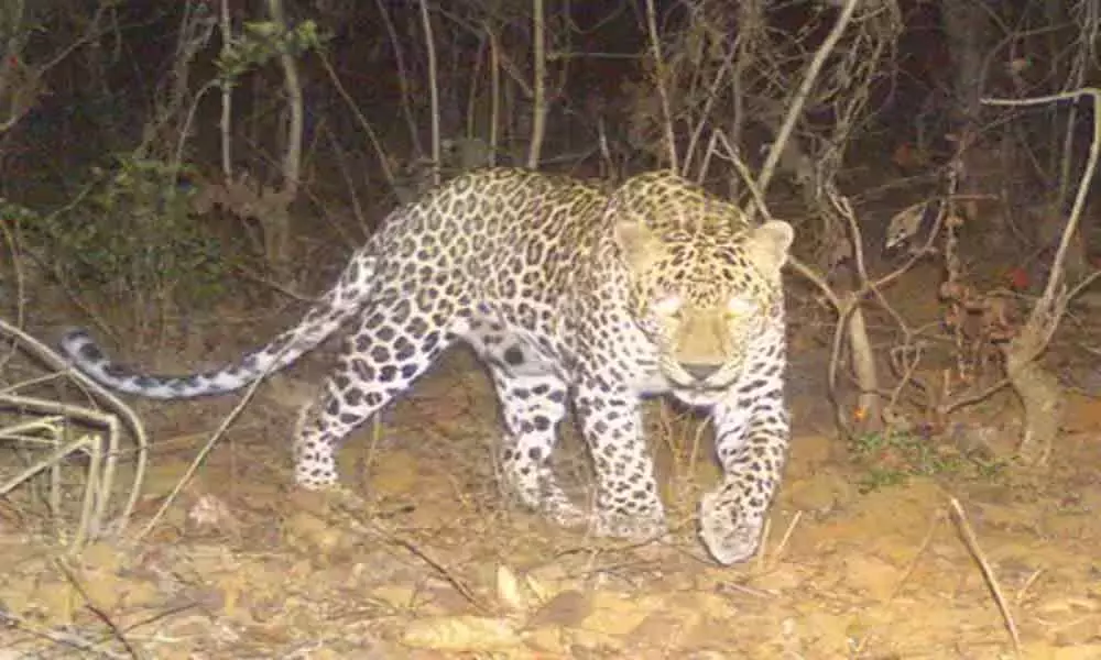 Mahbubnagar: Leopard mauls two sheep to death