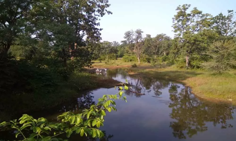 Playful in Pench