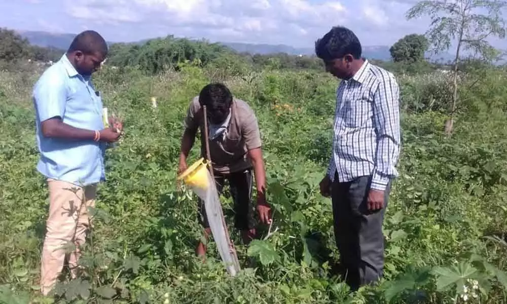 Kadapa women doing miracles through adoption of ZBNF method in cultivation