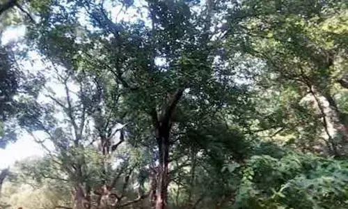 Kadapa : 3 forest staff attacked by Bear in lankamalleswara forest at Sidhavatam