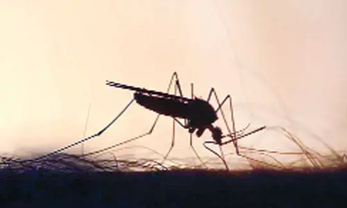 What makes some flowers more attractive to mosquitoes decoded