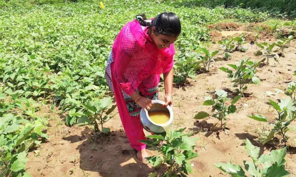 Kadapa: Women farmers prosper by adopting natural farming