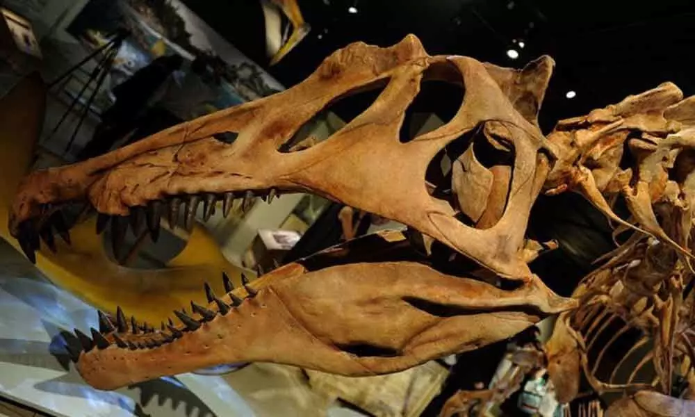 Remarkable meat-eating dinosaur species lived in US: Study
