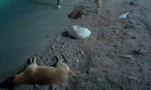 Stray dogs create havoc in Bowenpally