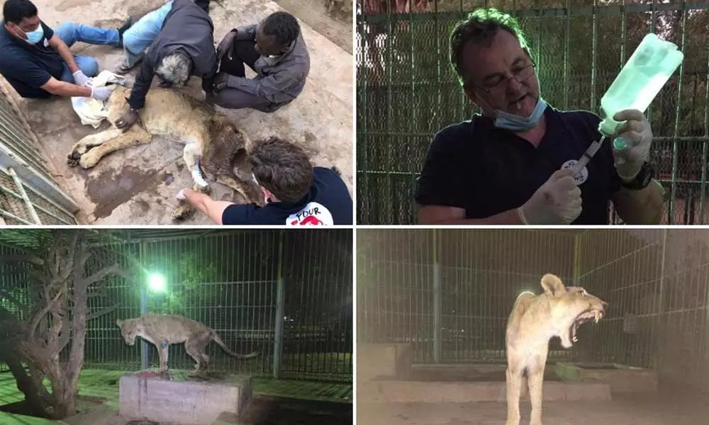 Viral Photos Cause Global Outrage for malnourished Lions. Now he Gets Life Saving Treatment Sudan Zoo