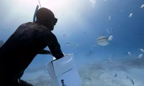 Viral Video: Diver Hand-Feeding Tiger Shark. Is it real? Read to find out