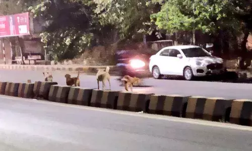 Amberpet: Panic over stray dogs menace
