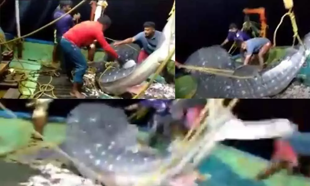 Viral Video: A Whale SharkGet Caught in Net But Kerala Fishermen Release Back it into the Water