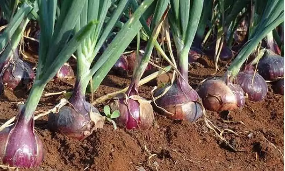 Telangana Government uncorks plan to give push to onion production