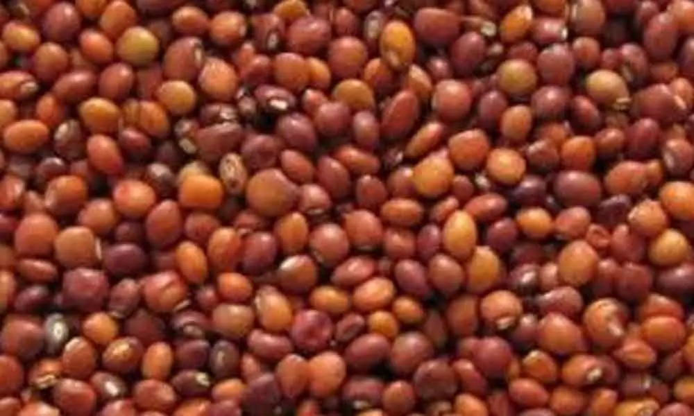 Gadwal: Procurement of red gram to be stopped from tomorrow