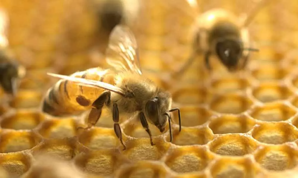 New York: Scientists engineer bacteria to save bees from pests, pathogens