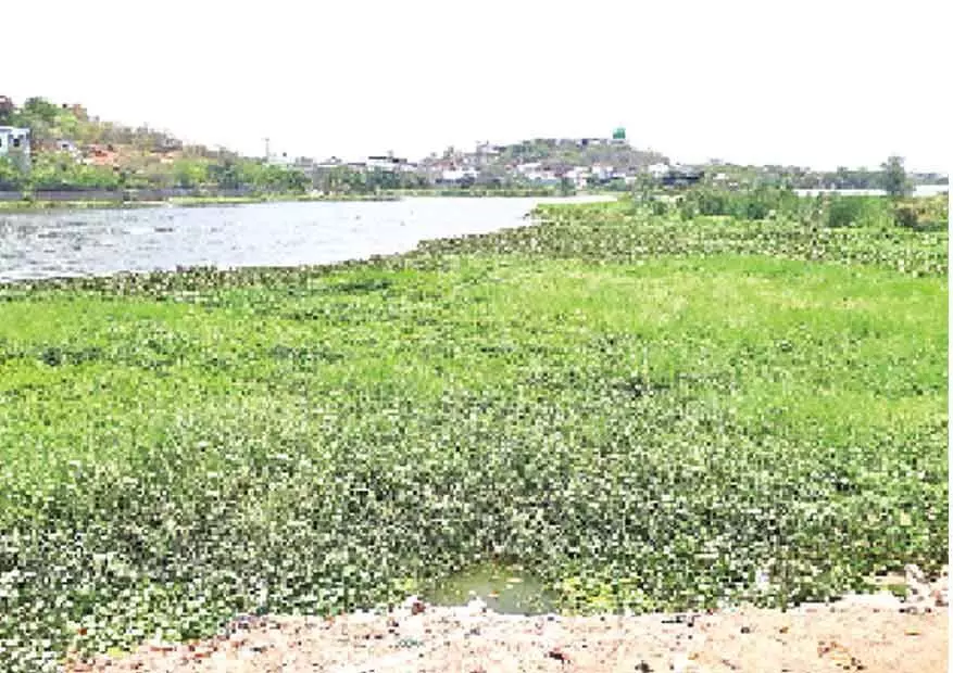 Hyacinth poses health risk to Mir Alam tank residents in Rajendranagar