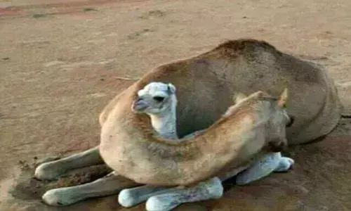 A mothers love: Animals have feelings too!