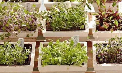 Eating microgreens for a healthier living