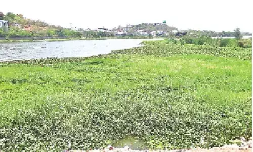 Hyacinth poses health risk to Mir Alam tank residents in Rajendranagar