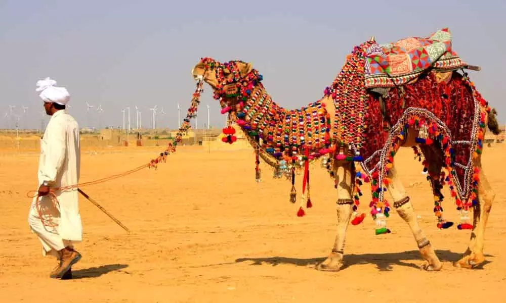 Cattle Fair: Rajasthan's yet another attraction
