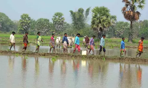 Hyderabad: Big push to agriculture, irrigation may help TS