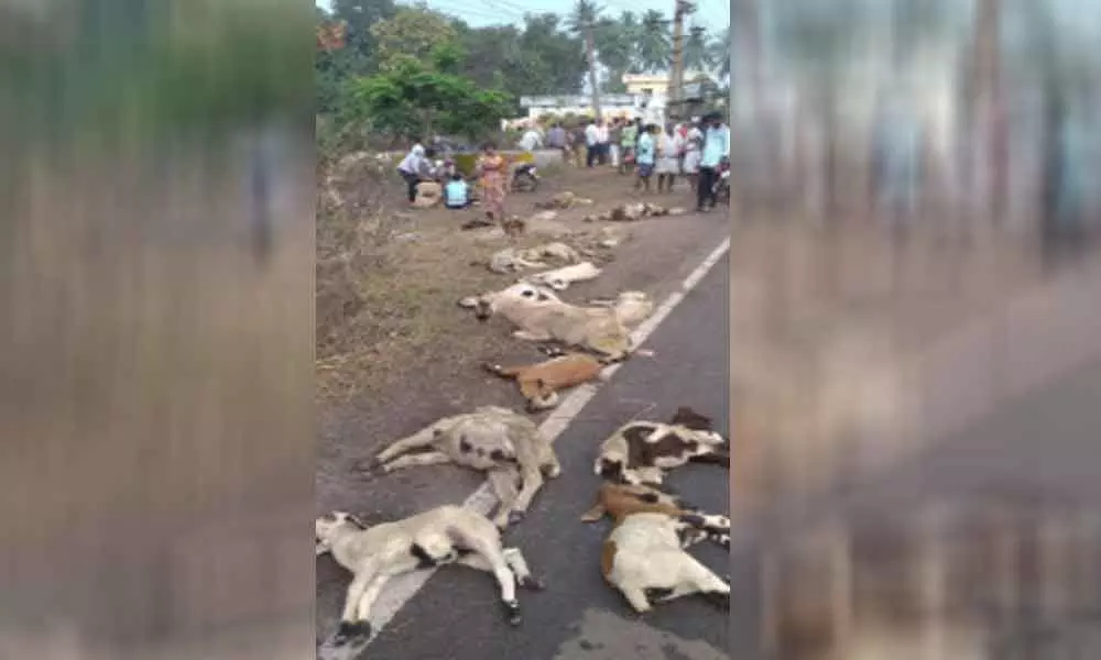 A car rams into a herd of sheep killing 35 animals