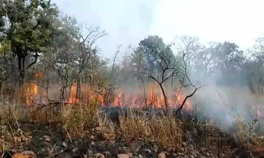 Fire breaks out in Nallamala