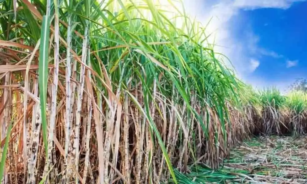 Sugar production in India declines 24%