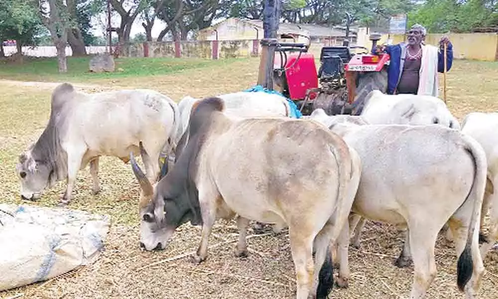 Mission Punganur Soon To Protect Native Breed Cow