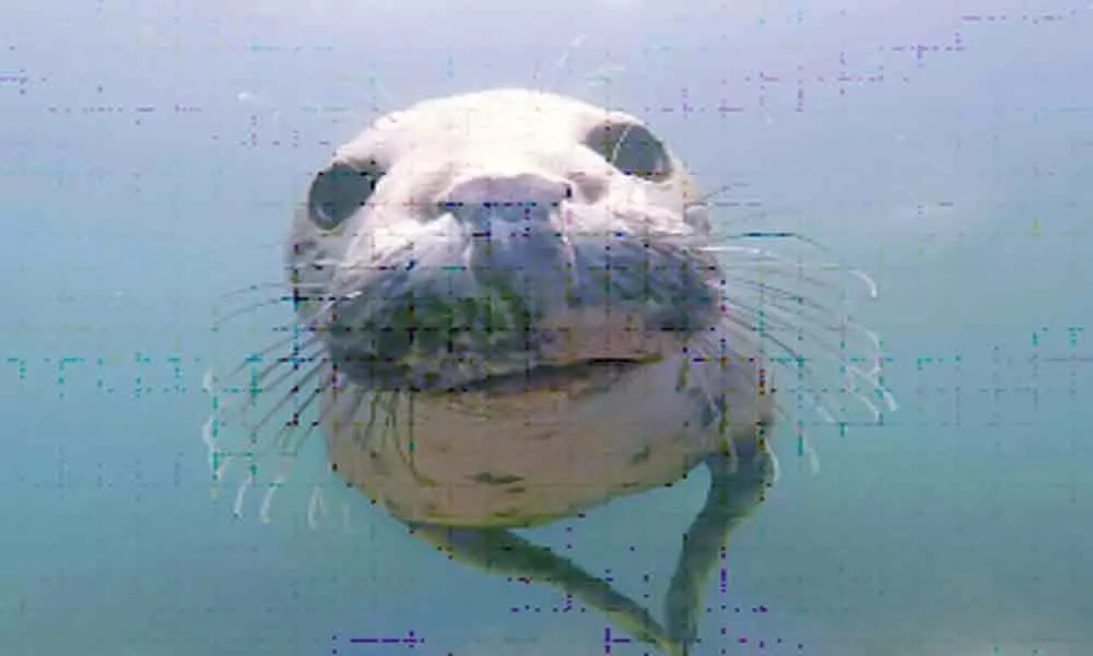 Grey seals clap underwater to communicate: Study
