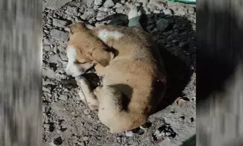 Drunk man booked for hitting dog in Hyderabad