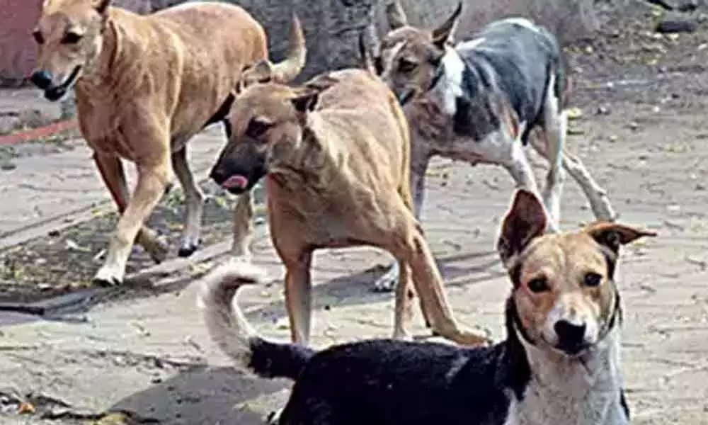 6 Stray dogs attacked 9-year-old boy, BBMP officials announces compensation