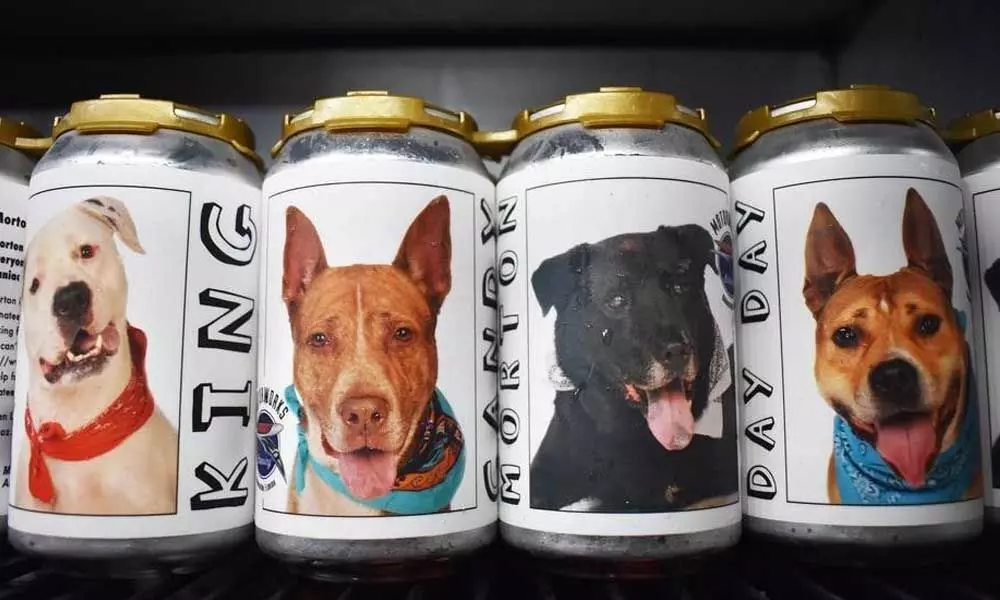 is it safe to give dogs beer