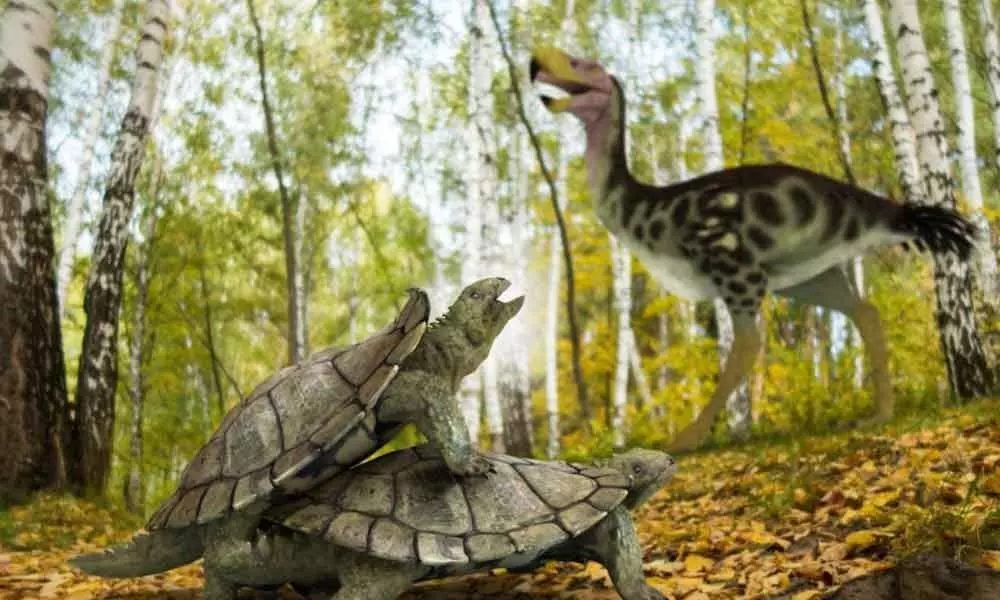 Primitive turtle survived dinosaur-killing mass extinction: Study