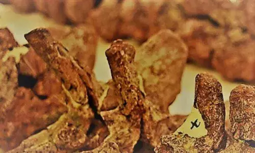 How mammal spines changed in evolution decoded