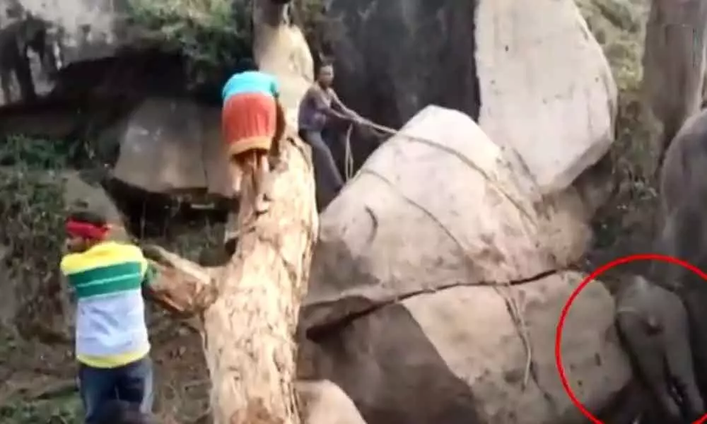 Viral Video of An Elephant Who Chases Locals Away While They Try to Rescue Its Calf Stuck between Boulders