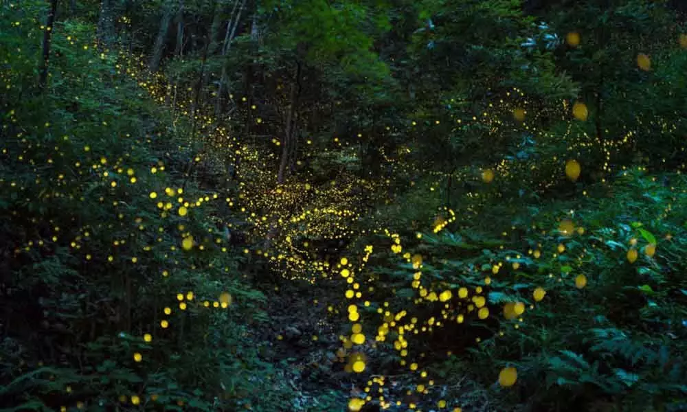 Fireflies facing extinction due to habitat loss, light pollution: Study