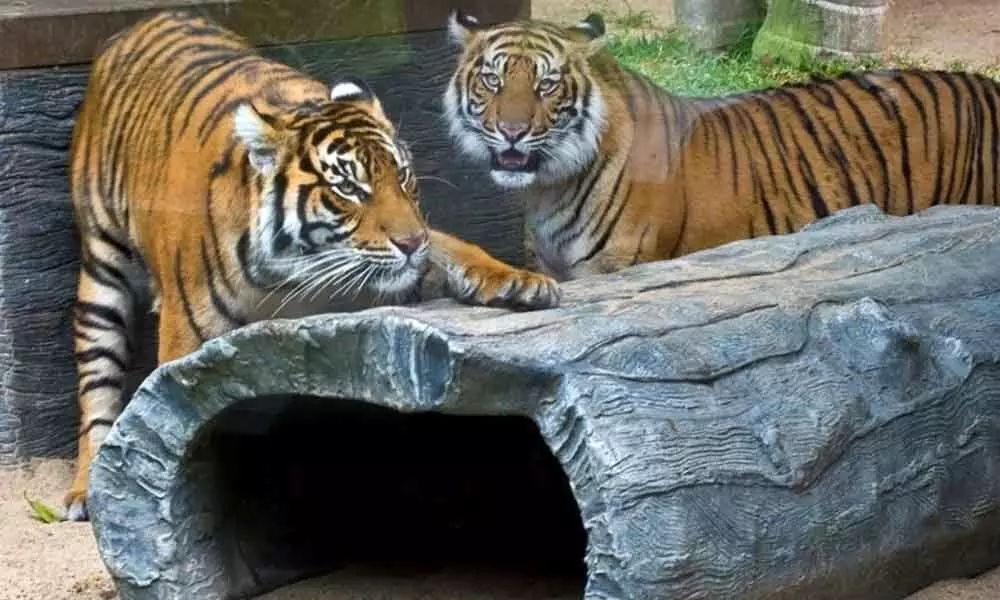 Zoos housing large, iconic animals see more visitors