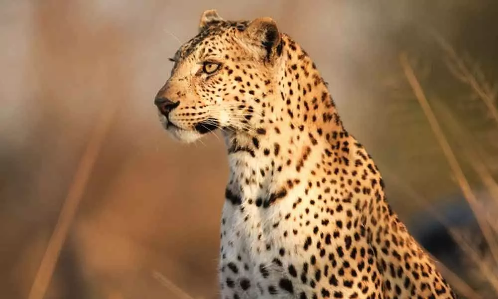 Shivers down the spine of villagers as they spot cheetah