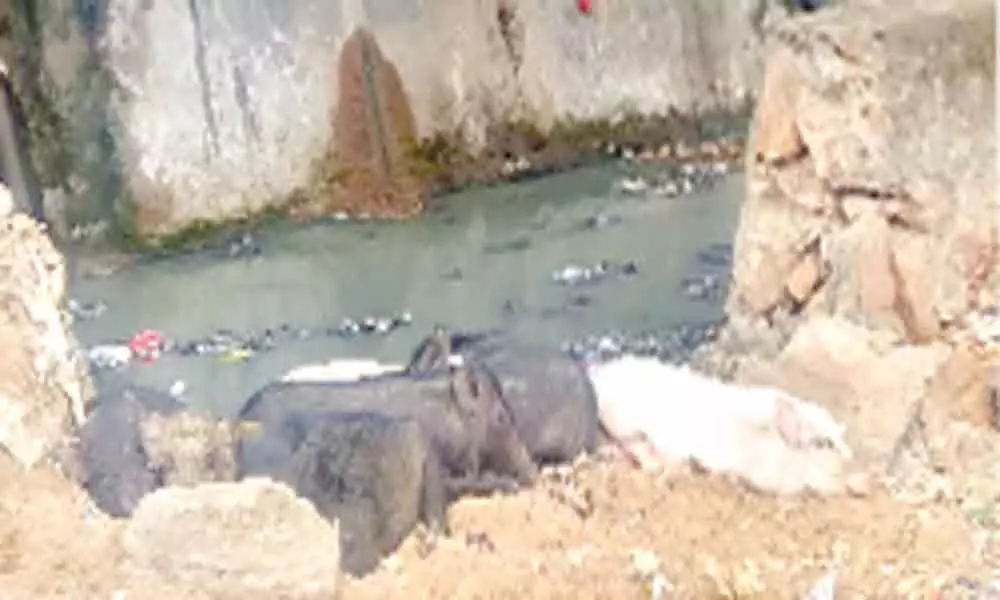 Kakinada: Pigs add to woes of Dairy Farm Centre residents