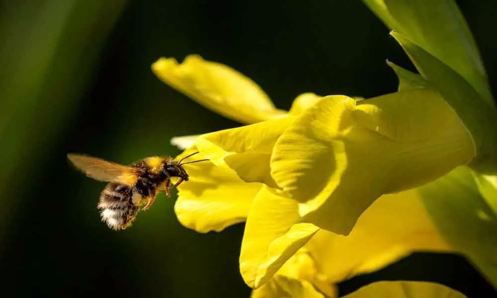 Bumblebees shift to the mysterious economy mode when carrying heavy load: Study