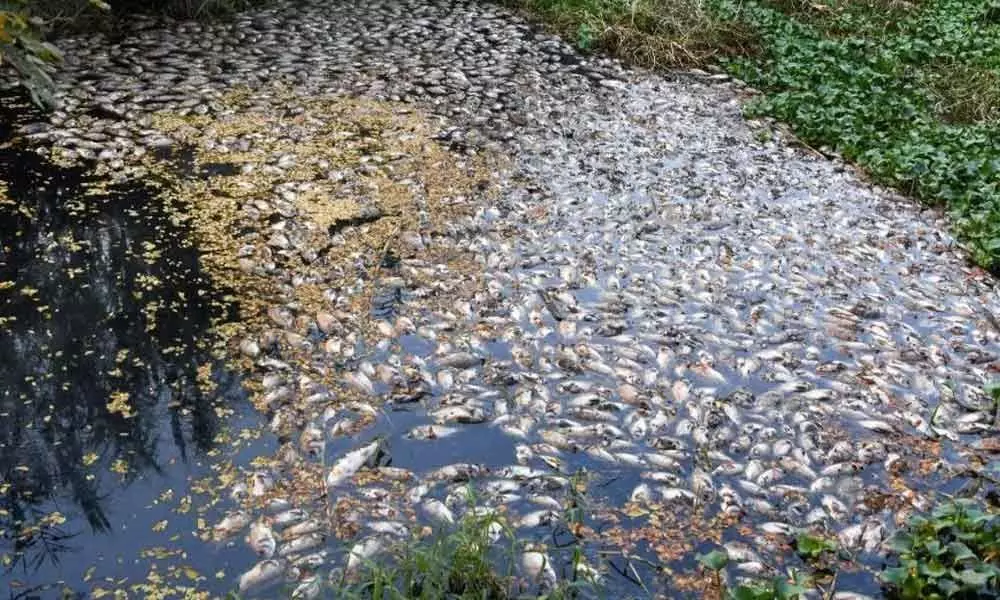 Oxygen Less- Nanjundapuram Dam in Tamil Nadu gasps for survival, kills Fishes