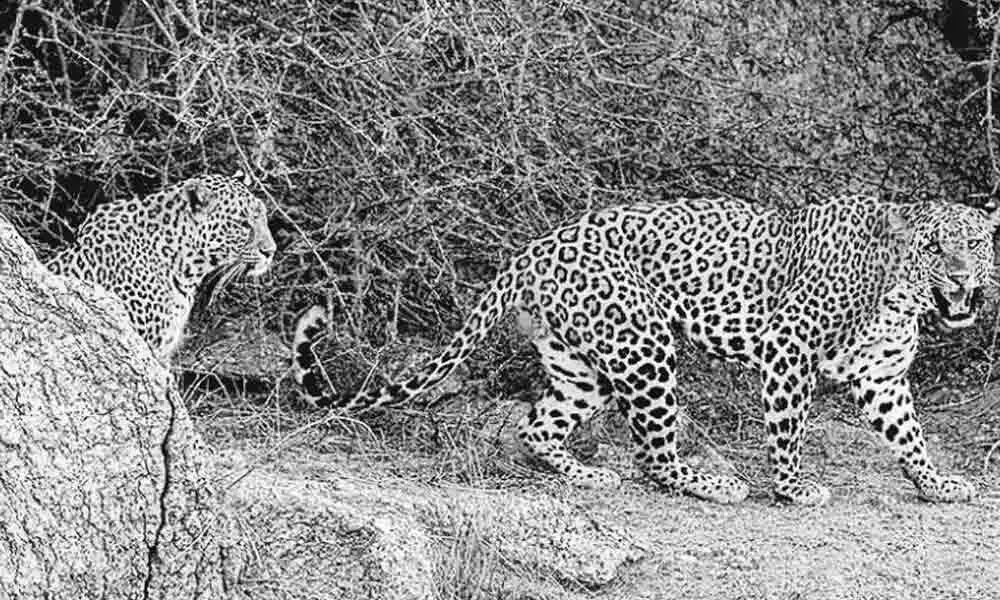 Scientists find 75-90 per cent decline in Leopard population in India